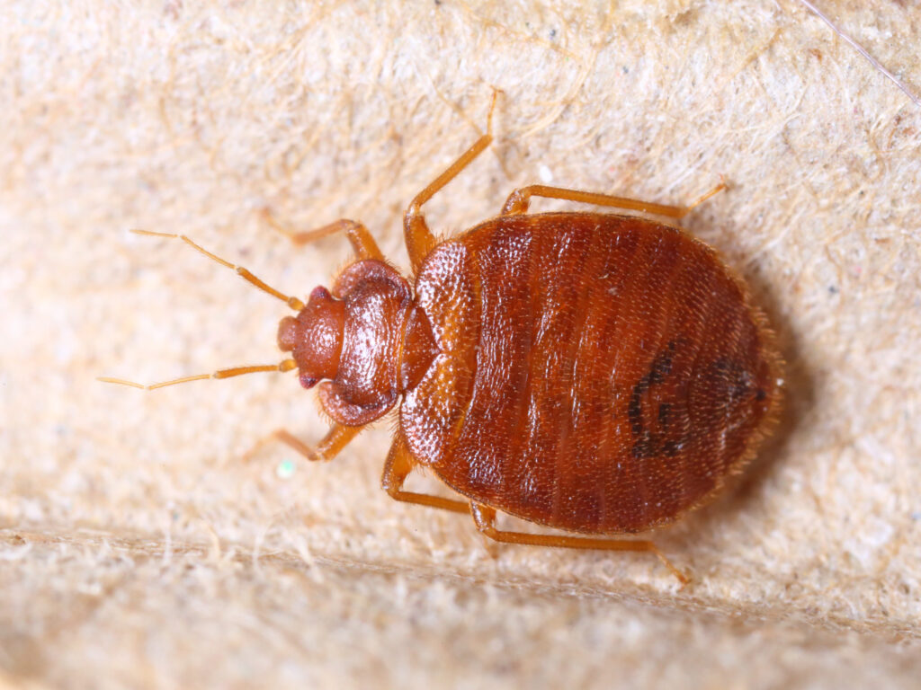 closeup of a bed bug