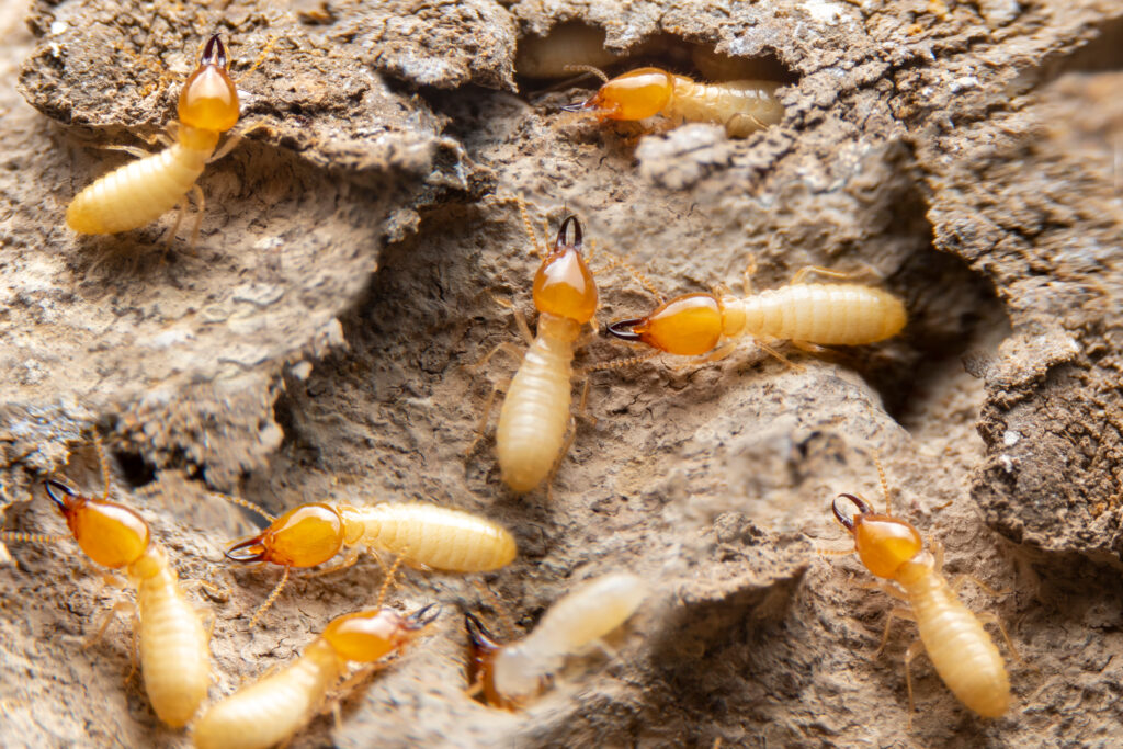 group of termites