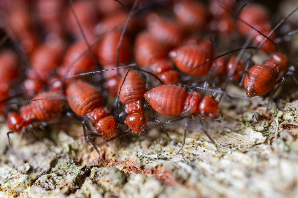 5 Factors that Attract Termites